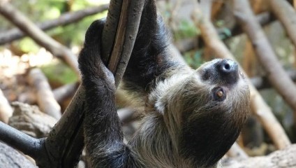 A sloth hangs upside down from a tree branch, gripping the branch with its claws. The background is blurred, showing a mix of branches and greenery. The sloth's fur appears coarse and mottled with shades of brown and grey.