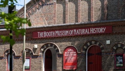 The image shows the exterior of The Booth Museum of Natural History, a red-brick building. There are arches above doorways and windows, and a sign with the museum's name is prominently displayed. Green foliage is visible on the left side of the image.