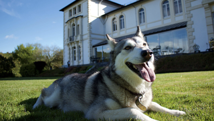 A smiling Siberian Husky with a thick gray and white coat lies on a grassy lawn in front of a large, elegant building with arched windows and a pale exterior. The happy dog has its tongue out and looks relaxed. The sky is clear and blue in the background.