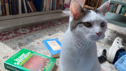 A white and tabby cat sitting on a patterned rug next to a couple of books titled Islamic Spirituality: Foundations and The Life of the Prophet. Bookshelves filled with books are in the background. The cat looks attentively towards something off-camera.