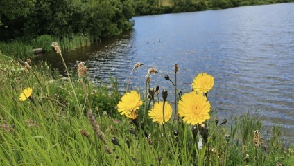 Yellow flowers bloom in the foreground along a grassy bank next to a calm lake. The lake is surrounded by lush greenery, and trees can be seen in the background. The water's edge has gentle ripples and a small wooden dock is partially visible by the shore.