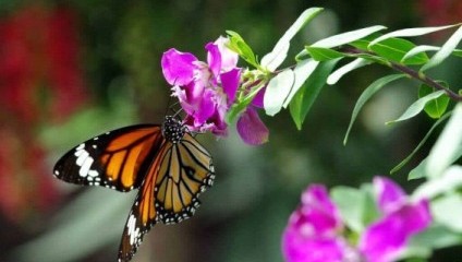 A vibrant monarch butterfly with black and orange wings is perched on a bright purple flower. The butterfly's wings display distinct white spots, and it is feeding from the flower's nectar. The background consists of lush green leaves and more purple flowers, slightly blurred.