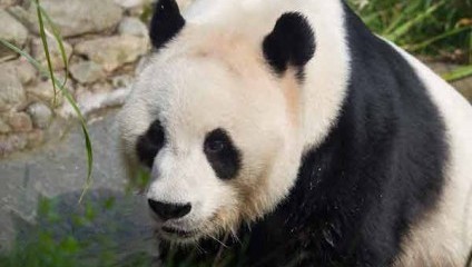 A giant panda with distinctive black and white fur is standing near a water body, surrounded by greenery. The panda's black ears and black patches around its eyes are prominent. The background includes rocks and plants.