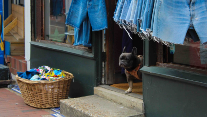 A French Bulldog checking out the jean selection in Starfish Vintage Clothing.