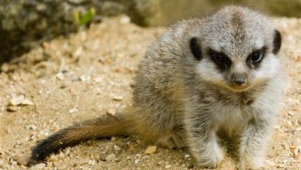 A cute meerkat pup sits on sandy ground, looking slightly to the right. The pup has a fluffy coat with shades of gray and brown, dark markings around its eyes, and a long, straight tail. In the background, rocks and blurred foliage are visible.