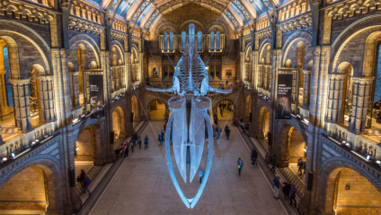 natural-history-museum-guided-tour-blue-whale-skeleton-shutterstock