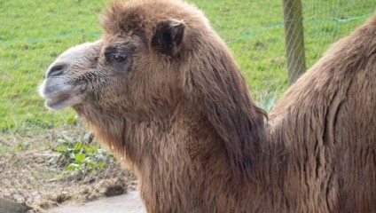 A close-up of a camel with light brown fur standing in a grassy area. The background includes a fence and a field, and the camel's head is turned slightly to the side. Its expression appears calm, showcasing its distinctive features and thick hair.