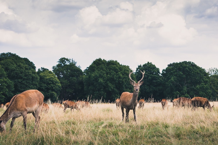 lots of deer in richmond park london wildlife