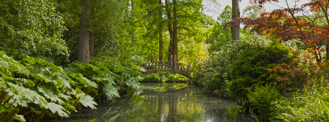 A serene garden scene features a small wooden bridge spanning over a calm stream. Lush greenery and vibrant foliage, including large leaves and red and green maple trees, surround the water. Sunlight filters through the trees, casting gentle light on the tranquil setting.