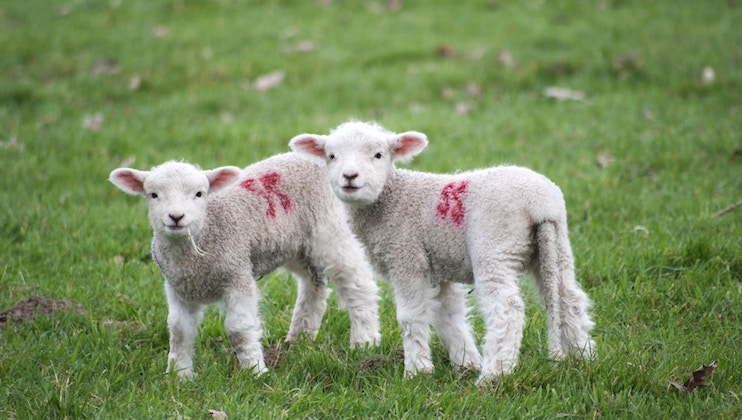 Two young lambs standing on a lush green field. Both lambs have white wool coats with marks of red paint on their backs. They are facing slightly towards the camera, with one lamb standing slightly in front of the other.