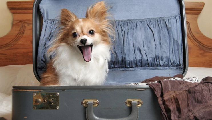 A small, happy dog with tan and white fur is sitting inside an open suitcase on a bed. The suitcase has a blue lining and a brass latch, and there are clothes draped over the edge. The dog has its mouth open, looking excited and joyful.