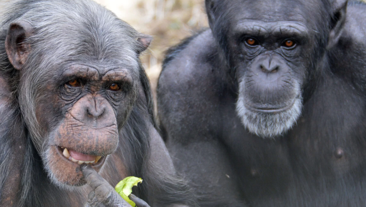 Two apes look to the camera in a close-up shot; they are rescued monkeys from Monkey World in Dorset