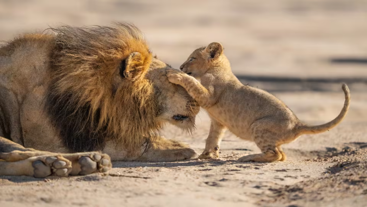 Parenthood 3177 Credit_ BBC_Silverback Films_Russ Maclaughlin