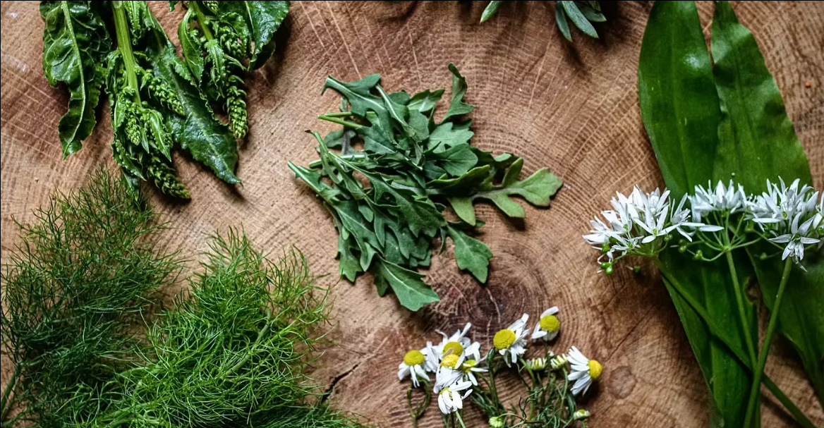 The image displays a variety of fresh foraged or medicinal plants on a wooden surface. These appear to be wild garlic, dill, rocket and chamomile.