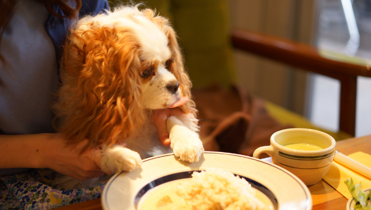 A small dog with long, curly, brown, and white fur is being held by a person at a table. The dog is looking at a plate of food with rice. There is also a cup of green tea on the table next to the plate. The scene appears to be in a cozy indoor setting.