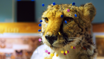 Taxidermy cheetah and atmospheric lighting at the Booth Museum. Photo by Kate Holden.