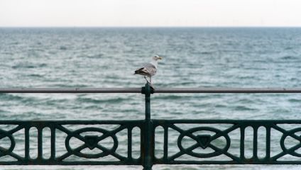 A seagull stands atop a green iron railing, overlooking a vast, calm ocean. The horizon is hazy, blending with the light sky, and gentle waves ripple across the water's surface.