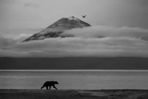 Wildlife Photographer Of The Year