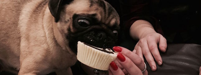 A small pug with a wrinkled face eagerly bites into a white cupcake held by a person with red-painted nails. The dog's eyes are wide open, focusing on the cupcake, while the person gently supports it. The background is dimly lit.