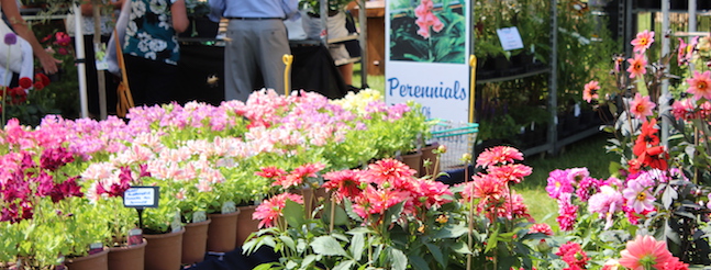 A vibrant outdoor plant sale displays numerous potted flowers in various colors, including pink, red, and white. A Perennials sign is visible in the background. Shoppers in casual attire browse and chat near the tables filled with blooming plants.