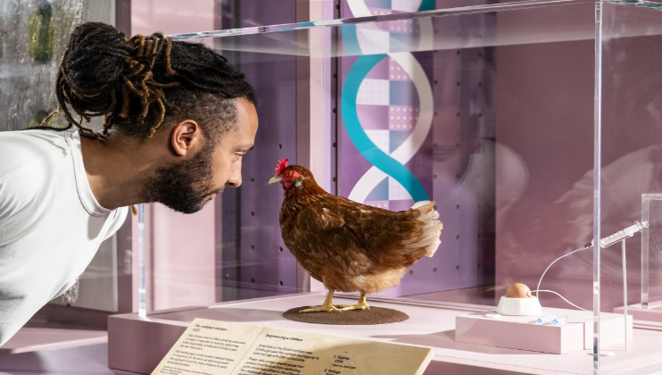 Visitor looking at a flu-resistant chicken in Future of Food at the Science Museum (c) Science Museum Group