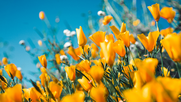 A vibrant field of yellow and orange poppies in full bloom under a bright blue sky. Blurred green foliage and a few white flowers are visible in the background, adding depth to the scene.
