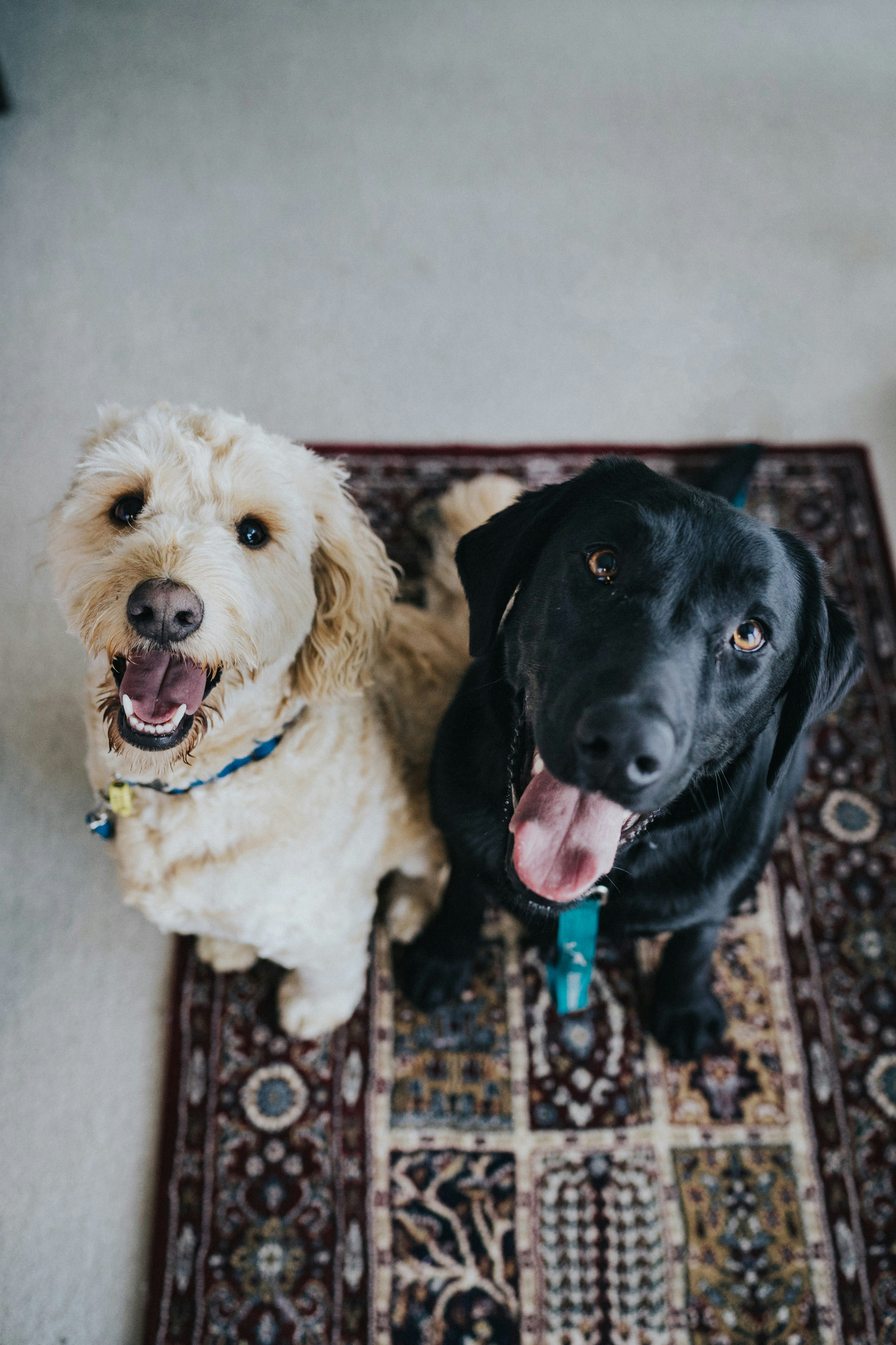 2 dogs looking up - black labrador and white Cocker-Poo