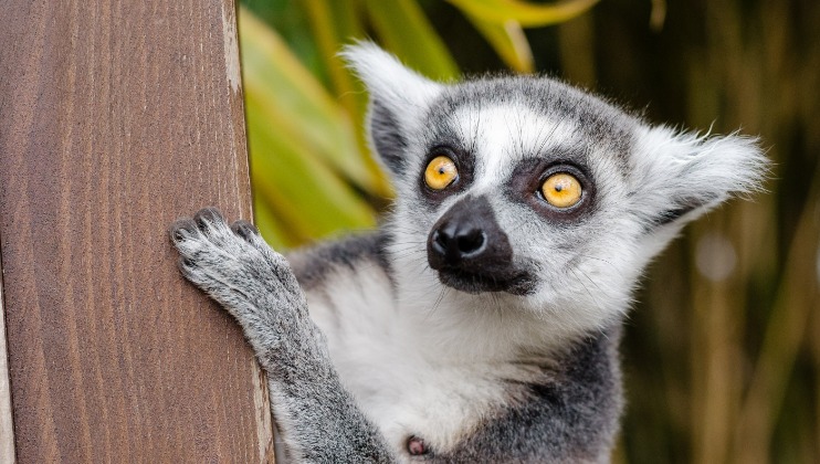 Close-up of a lemur with large yellow eyes and prominent black markings around its nose and eyes, gripping a wooden post with its front paws. The background has blurred green foliage.