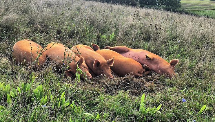 Four pigs are lying close together on a grassy field, with tall grass and wild plants surrounding them. They appear to be resting or sleeping. The scene is serene and situated in a natural, rural setting.
