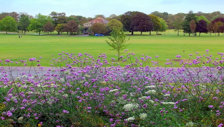 Discover the best parks in Brighton. Image of Preston Park Brighton. Beautiful sea of purple flowers in front of a vast green area of Preston Park.