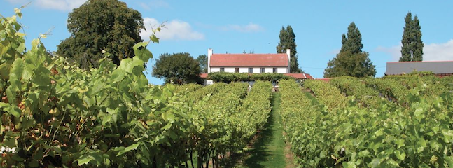 A vineyard stretches into the distance, with rows of grapevines leading up to a white house with a red roof. Trees are scattered along the horizon under a clear blue sky.